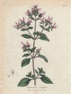Oregano by James Sowerby