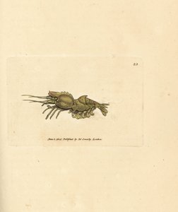 Parrot shrimp, Spirontocaris spinus by James Sowerby