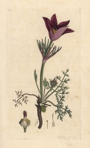Pasqueflower, Anemone pulsatilla by James Sowerby