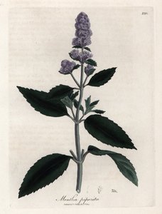 Peppermint