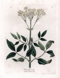 Perennial clematite - Upright virgins bower, Clematis recta
