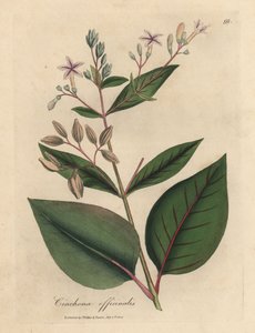 Pink flowered Peruvian bark tree, Cinchona officinalis