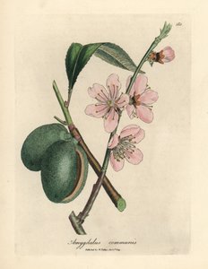 Pink Flowered Almond Tree, Amygdalus communis by James Sowerby