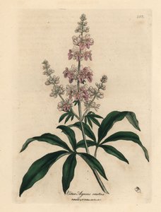Pink flowered chaste tree, Vitex agnus castus by James Sowerby