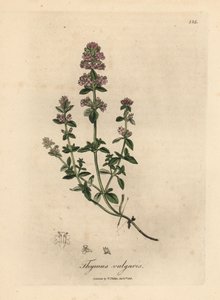 Pink Flowered Garden Thyme, Thymus vulgaris