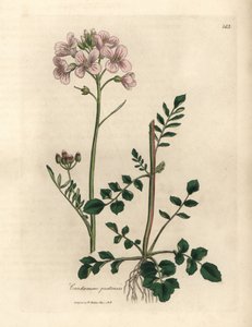 Pink Flowered Ladies Smock or Cuckoo-flower, Cardamine pratensis