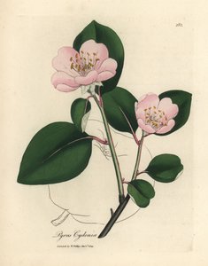 Pink Flowered Quince Tree, Pyrus cydonia