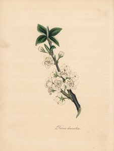 Plum tree - Common plum tree, Prunus domestica