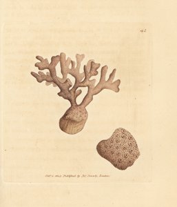 Porella compressa