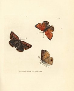 Pure-edged Copper Butterfly (Handcoloured Copperplate Engraving by James Sowerby from The British Miscellany)