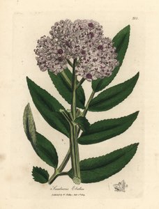 Purple flowered dwarf elder tree, Sambucus ebulus by James Sowerby