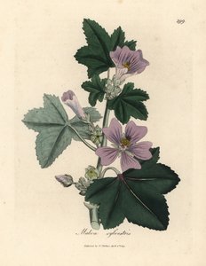 Purple flowered mallow, Malva sylvestris