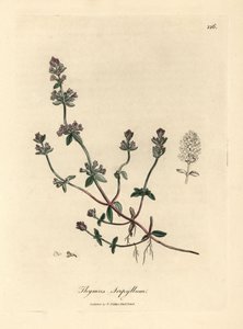 Purple flowered wild thyme, Thymus serpyllum