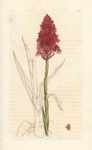 Pyramidal Orchid, Anacamptis Pyramidalis (Pyramidal Orchis, Orchis Pyramidalis)