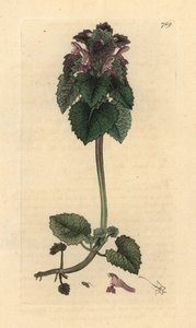 Red Deadnettle, Lamium Purpureum, Handcoloured Copperplate Engraving