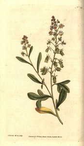 Reseda odorant - Sweet-scented reseda or mignonette, Reseda odorata by James Sowerby