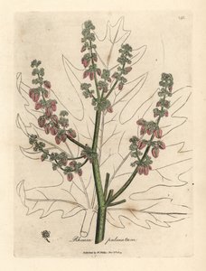 Rhubarb Flowers and Stalk, Leaf Outline, Rheum palmatum