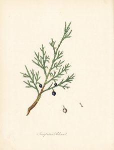 Sabine juniper - Common savin or juniper savin, Juniperus sabina by James Sowerby