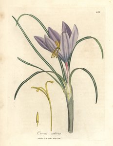 Saffron crocus, Crocus sativus by James Sowerby