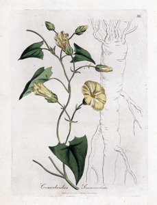 Scamonee - Scammony bindweed, Convolvulus scammonia