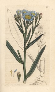 Sea Aster