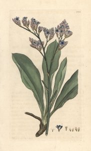 Sea Lavender, Limonium vulgare