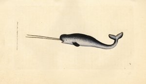 Sea Unicorn or Narwhal, Monodon monoceros by James Sowerby