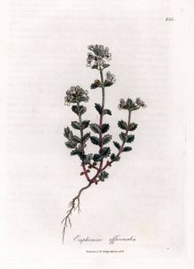 Short-sighted Grass - Common Eyebright, Euphrasia officinalis. Handcoloured Copperplate Engraving from a Botanical Illustration by James Sowerby from William Woodville and Sir William Jackson Hooker