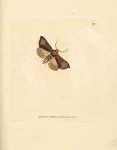 Slender burnished brassels, Thysanoplusia orichalcea