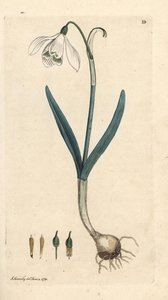 Snowdrop, Galanthus nivalis by James Sowerby