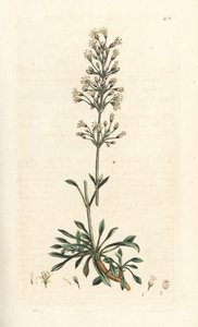 Spanish Catchfly