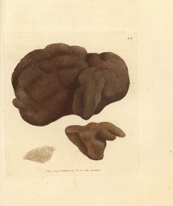 Sponge (Handcoloured Copperplate Engraving by James Sowerby from The British Miscellany)