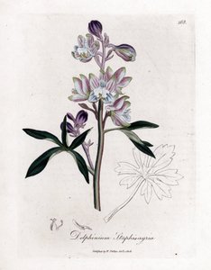Staphisegar or Grass with Lice or Grass with Gouty or Wild Grapes - Palmated Larkspur or Stavesacre, Delphinium staphisagria. Handcoloured Copperplate Engraving from a Botanical Illustration by James Sowerby from William Woodville and Sir William Jackson H