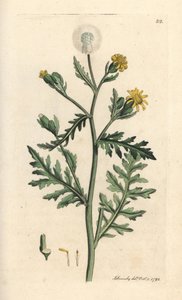 Stinking or Sticky Groundsel, Senecio Viscosus (Viscous Senecon) by James Sowerby