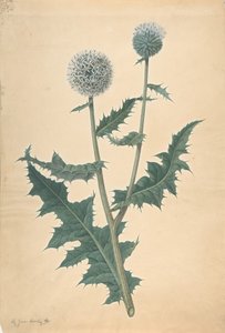 Study of a Thistle
