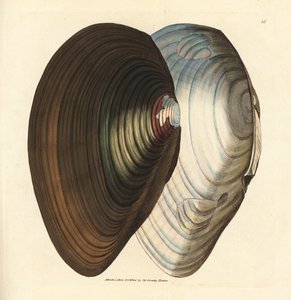 Swan Mussel (Handcoloured Copperplate Engraving by James Sowerby from The British Miscellany) by James Sowerby
