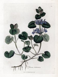 Terrestrial Ivy - Ground Ivy, Glecoma Hederacea