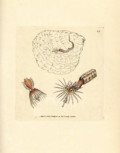 Tube-building annelid fanworm, Spirobranchus triqueter