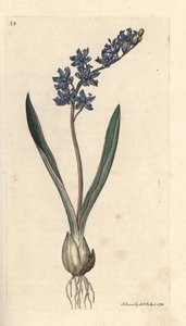 Two-Leaved Squill, Scilla Bifolia