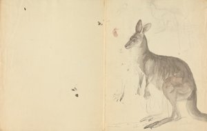 Two Kangaroos with Details by James Sowerby