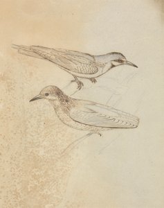 Two Tree Creepers?