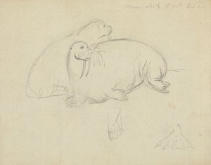 Two Walruses (detail) by James Sowerby