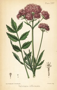 Valerian, Valeriana Officinalis