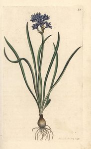 Vernal or Spring Squill, Scilla Verna (Spring Scille) by James Sowerby