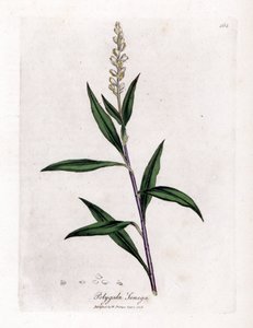 Virginia polygale or milk grass - Senega, Polygala senega by James Sowerby