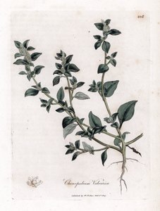 Vuvaire - Stinking Goosefoot, Chenopodium Vulvaria by James Sowerby
