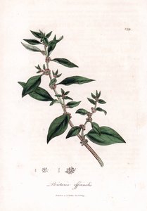 Wall pellitory, Parietaria officinalis