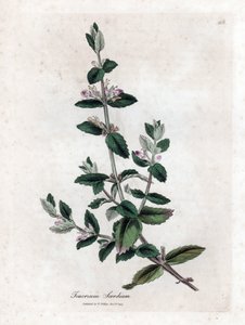 Water Germandree - Water Germander, Teucrium Scordium. Handcoloured Copperplate Engraving from a Botanical Illustration by James Sowerby from William Woodville and Sir William Jackson Hooker