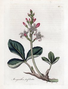 Water trefoil or buckbean, Menyanthes trifoliata