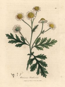 White and yellow flowered feverfew, Matricaria parthenium